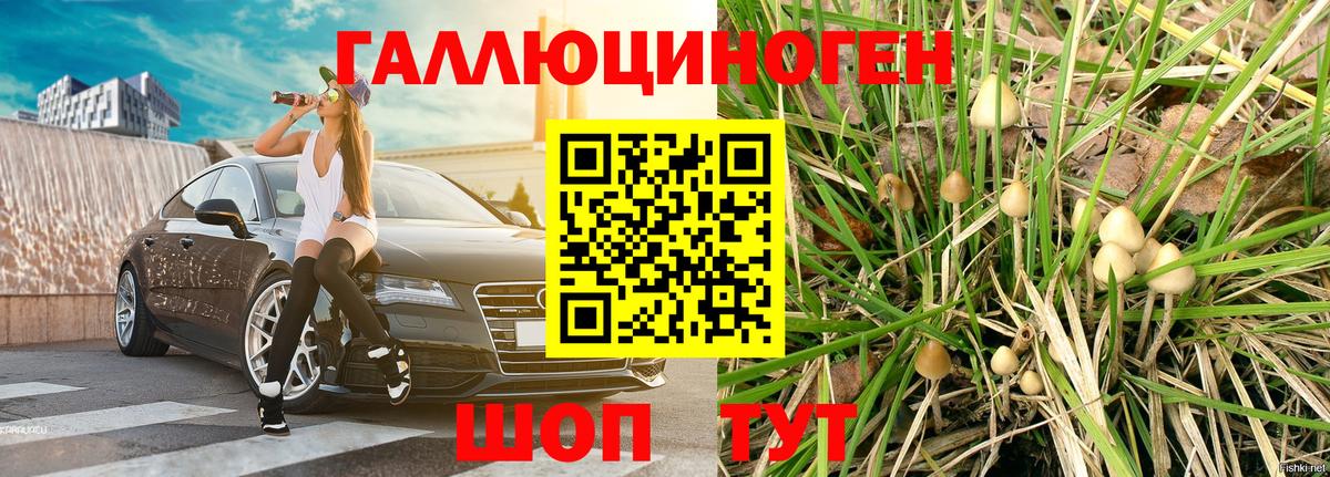 как найти закладки  Вход с VPN  Железноводск  Псилоцибиновые грибы Psilocybe 